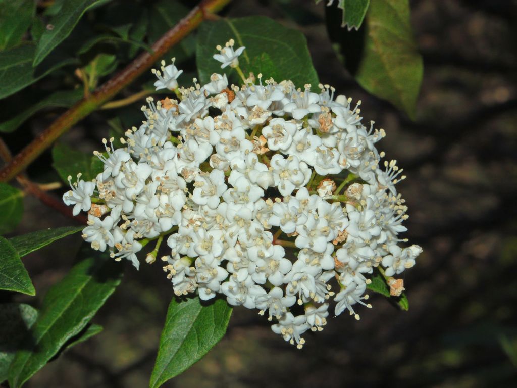 Viburnum tinus / Viburno-tino